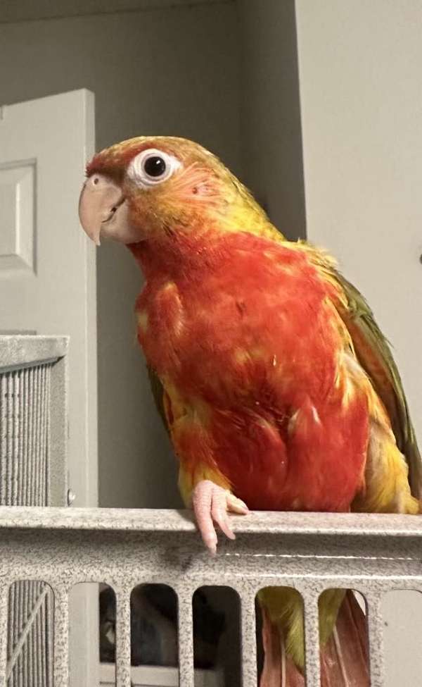 green-cheek-conure-for-sale