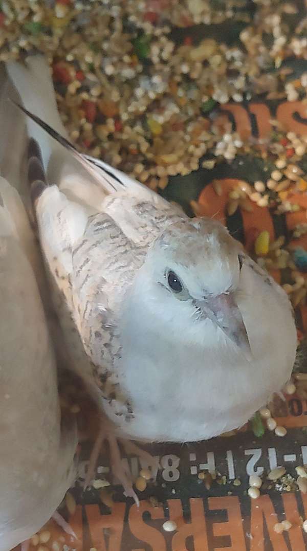 pied-bird-for-sale-in-wooster-oh