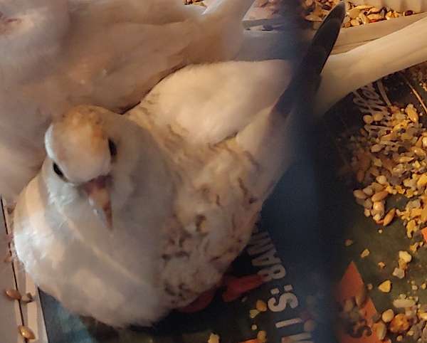 white-dove-diamond-dove-for-sale