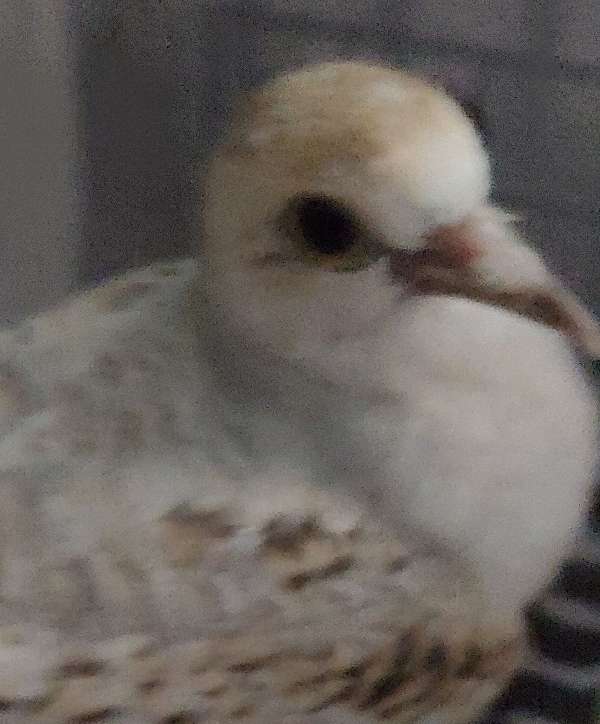 female-bird-for-sale-in-wooster-oh