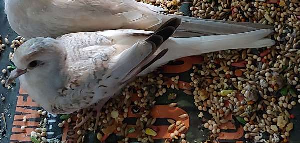 diamond-dove-for-sale-in-wooster-oh