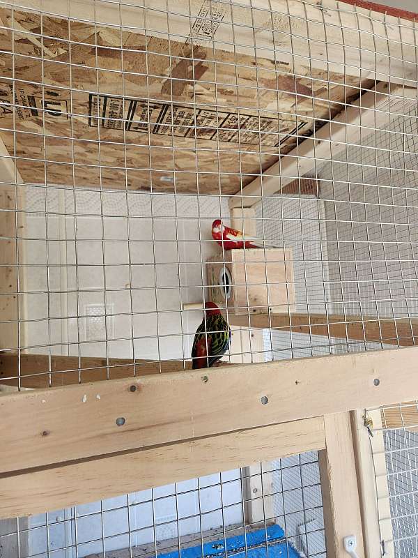 parrot-for-sale