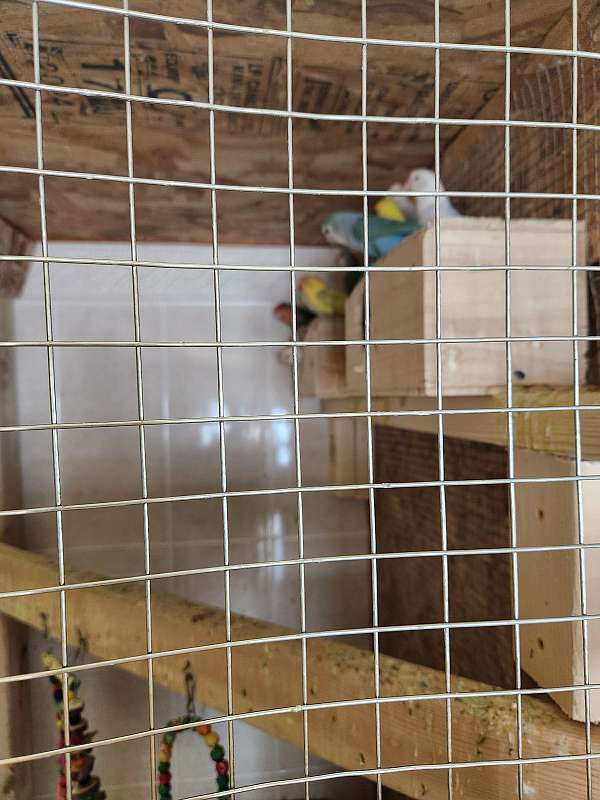 lovebird-for-sale-in-north-haven-ct