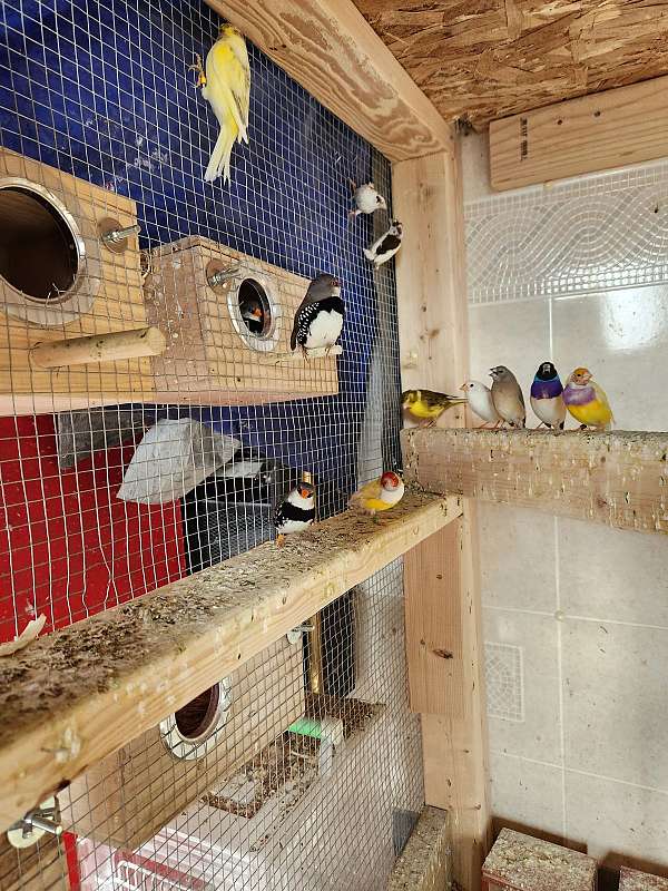 lady-gouldian-finch-for-sale-in-north-haven-ct