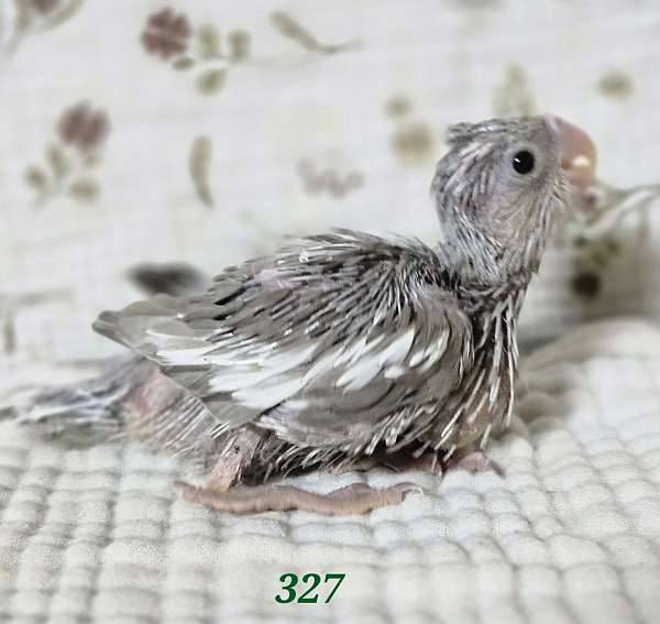 cockatiel-for-sale