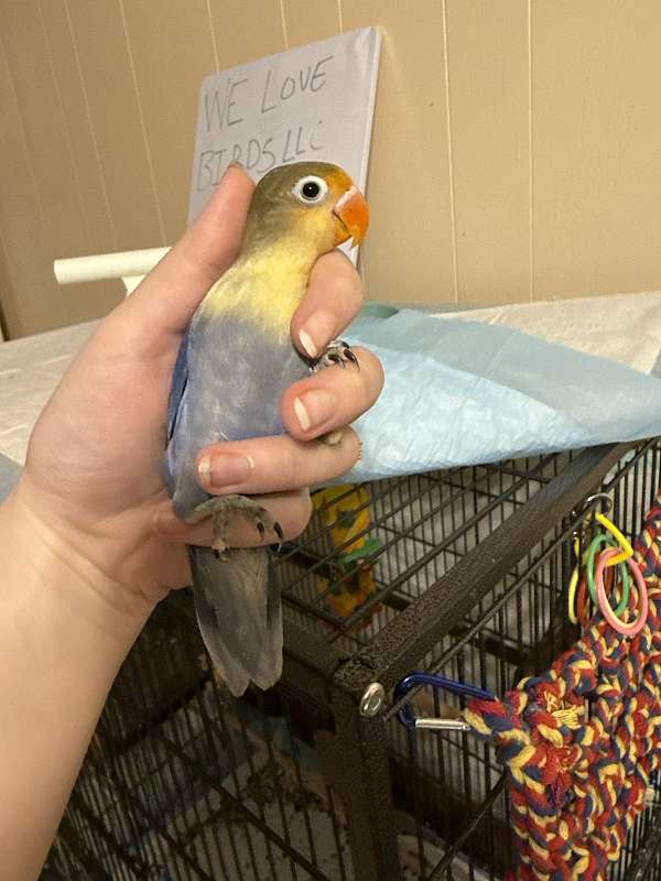 lovebird-for-sale-in-walland-tn