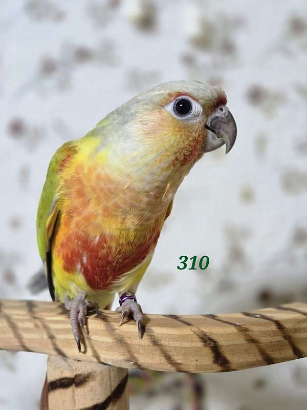 green-pastel-parrot-for-sale