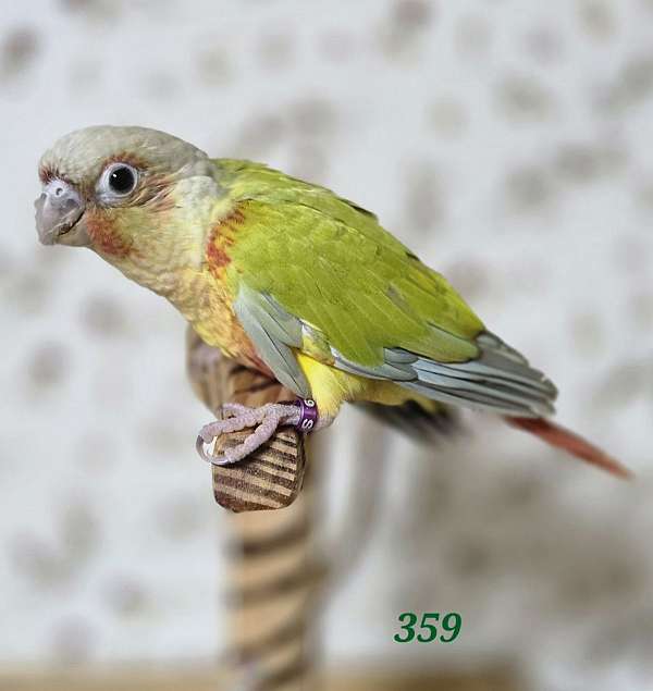 green-pastel-bird-for-sale