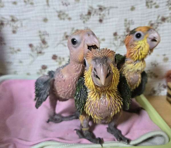 white-bellied-caique-for-sale
