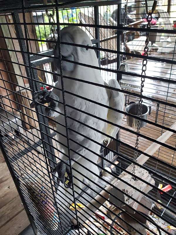 umbrella-cockatoo-for-sale-in-baxley-ga