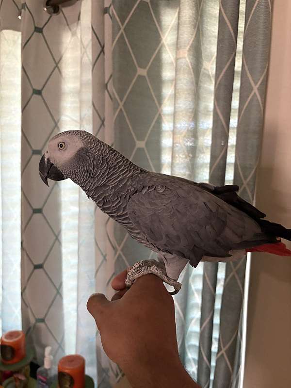 african-grey-parrot-for-sale-in-avondale-az