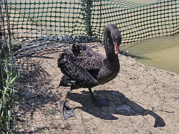 australian-black-swan-for-sale