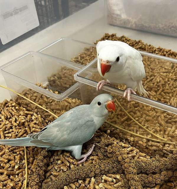 ringneck-parakeet-for-sale