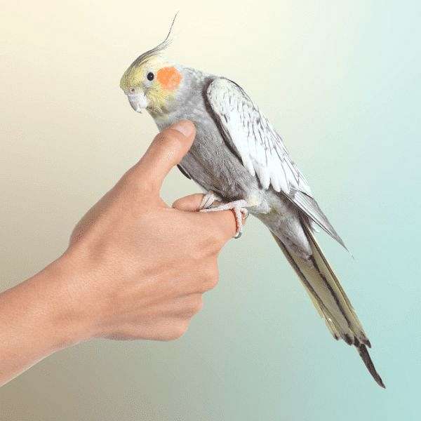cockatiel-for-sale
