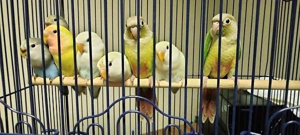 blue-bird-for-sale-in-missouri