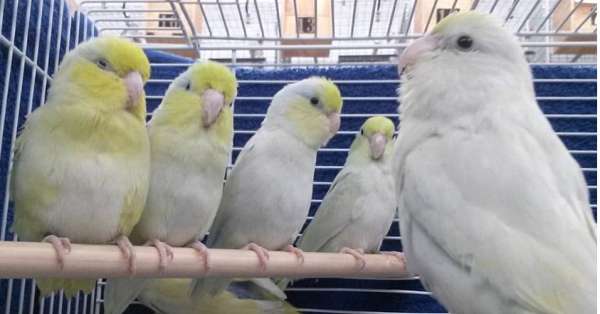 parrotlet-for-sale-in-silva-mo