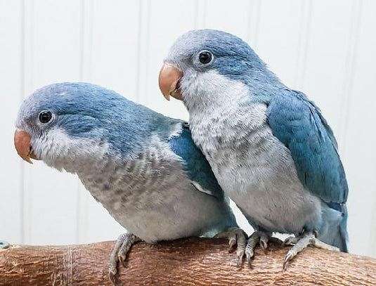 quaker-parrots-for-sale-in-silva-mo
