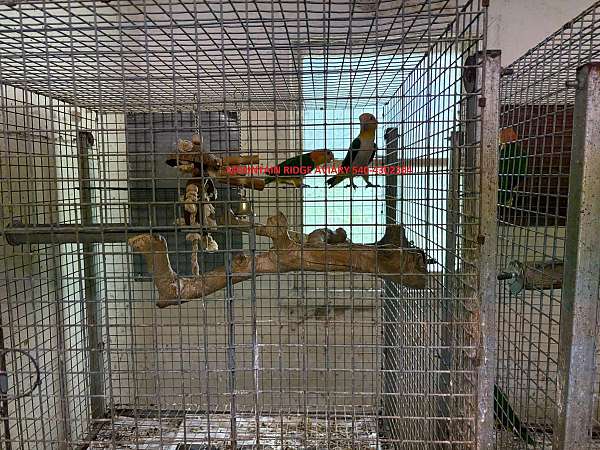 caique-for-sale