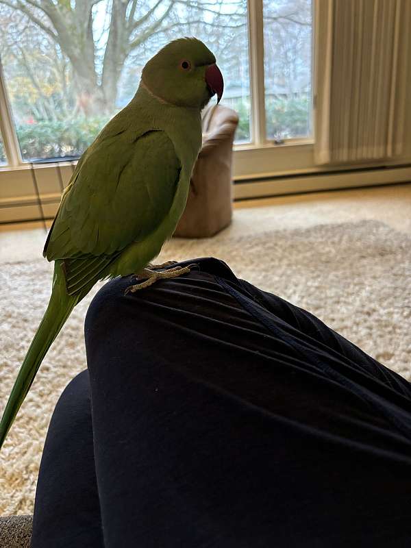 parrot-for-sale-in-burton-mi