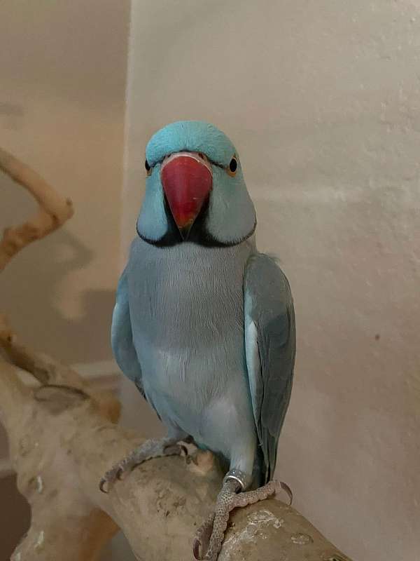 blue-bird-for-sale-in-allen-tx