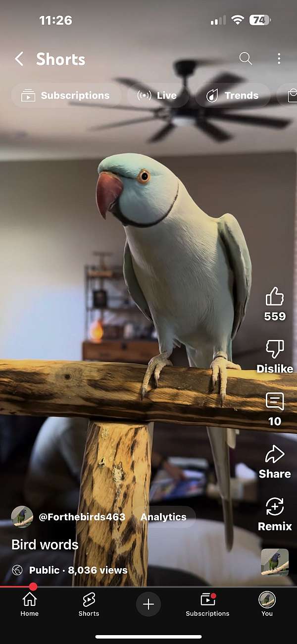 companion-bird-for-sale-in-allen-tx
