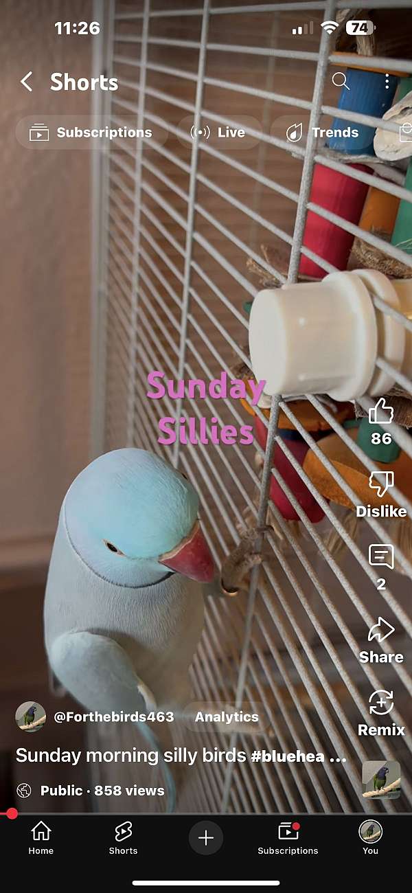 pet-bird-for-sale-in-allen-tx