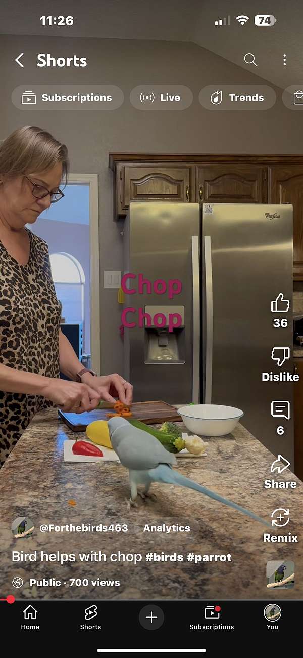 talking-bird-for-sale-in-allen-tx