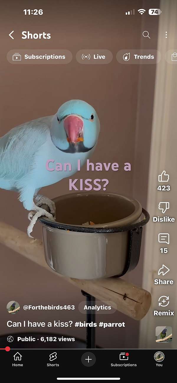 tame-bird-for-sale-in-allen-tx