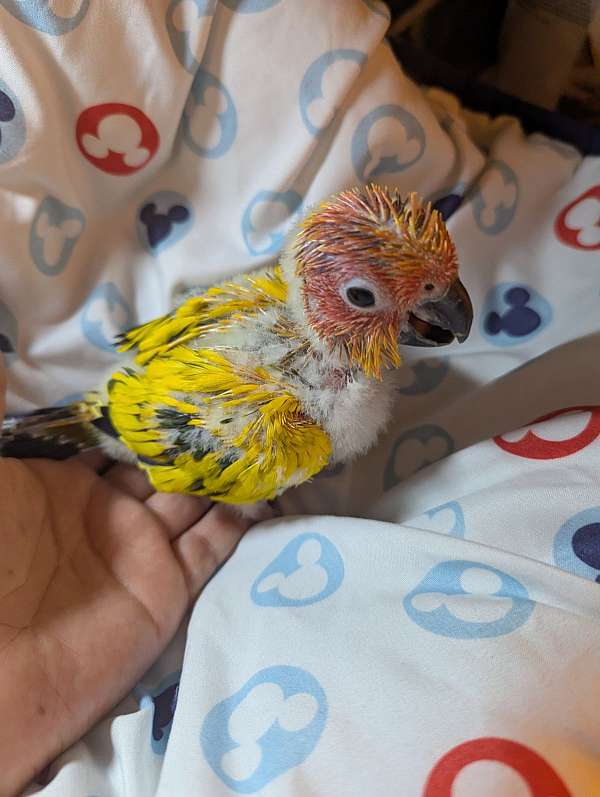 sun-conure-for-sale