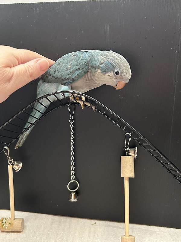 quaker-parrots-for-sale