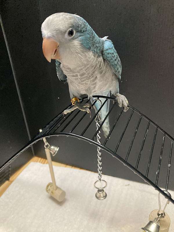 quaker-parrots-for-sale-in-sedalia-mo