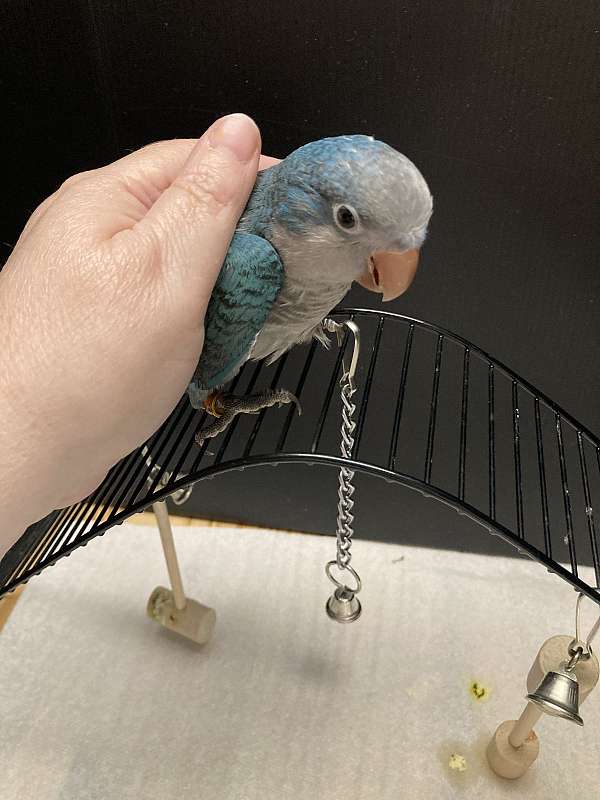 blue-bird-for-sale