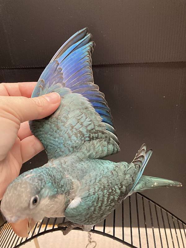 blue-bird-for-sale-in-sedalia-mo