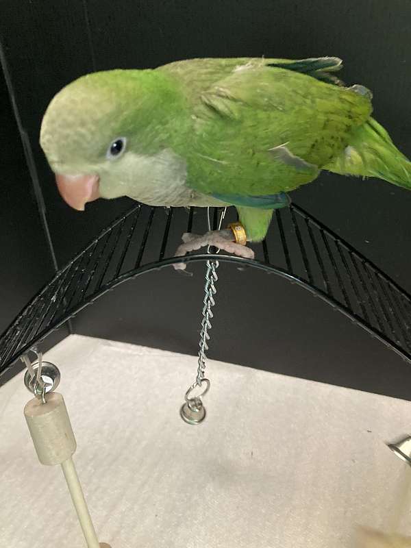 quaker-parrots-for-sale