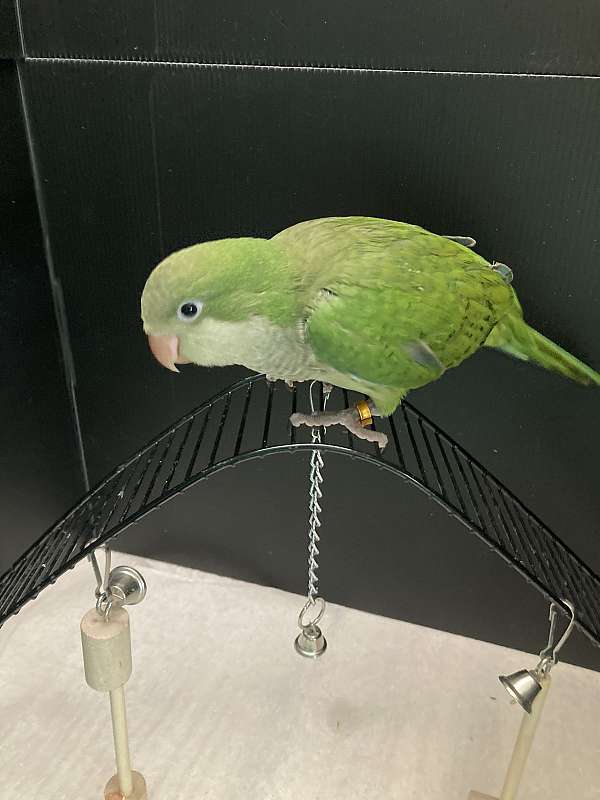 blue-quaker-parrots-for-sale
