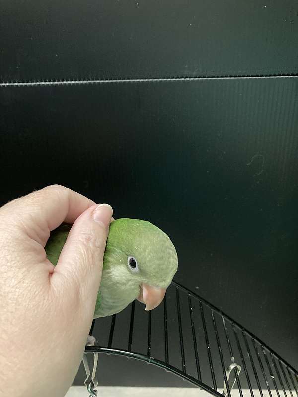 quaker-parrots-for-sale-in-sedalia-mo