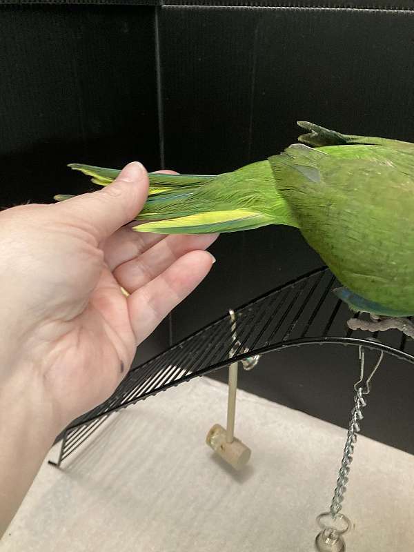 blue-bird-for-sale