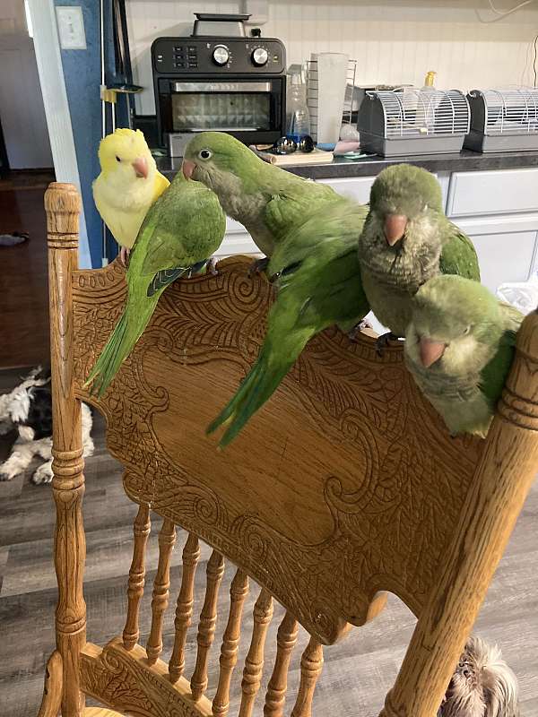 blue-bird-for-sale-in-sedalia-mo