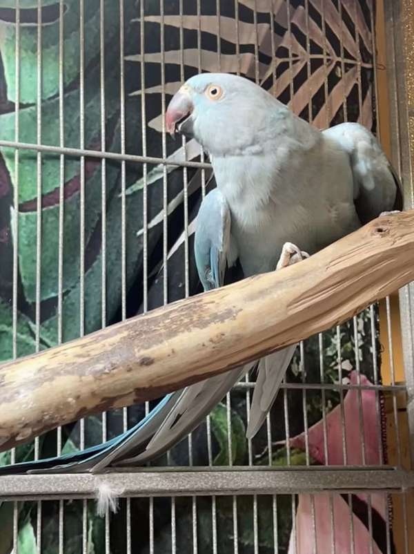 ringneck-parakeet-for-sale