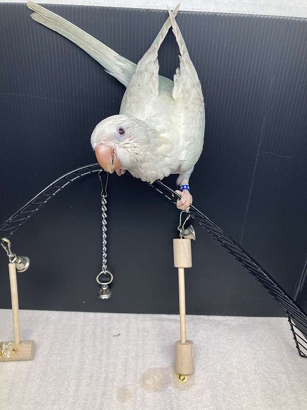 quaker-parrots-for-sale