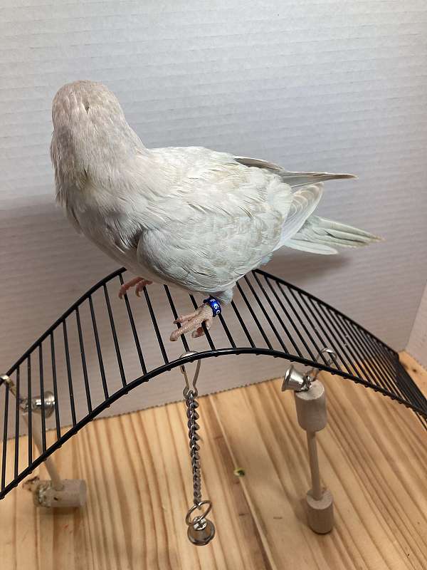 grey-quaker-parrots-for-sale