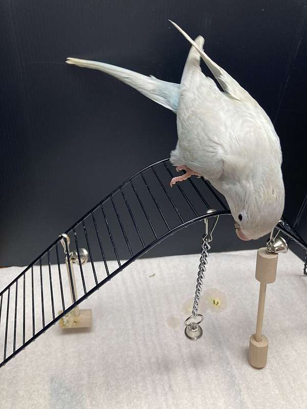 quaker-parrots-for-sale-in-sedalia-mo