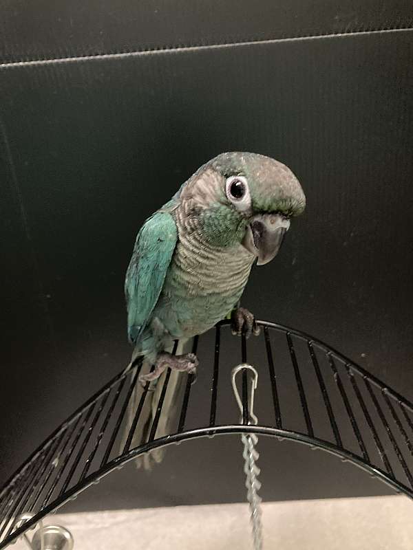 green-cheek-conure-for-sale