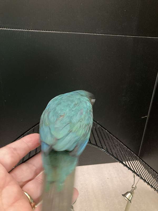 blue-green-cheek-conure-for-sale