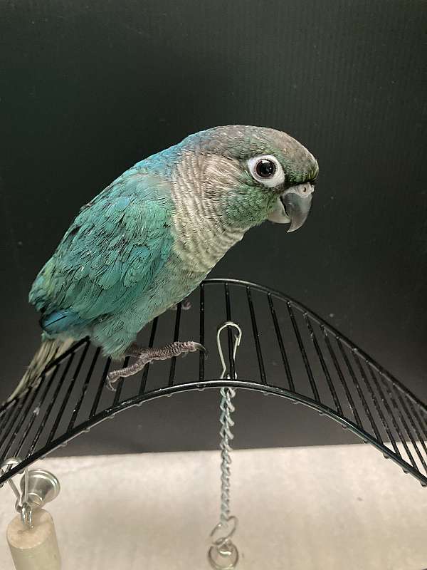 green-cheek-conure-for-sale-in-sedalia-mo