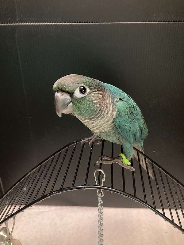 blue-bird-for-sale