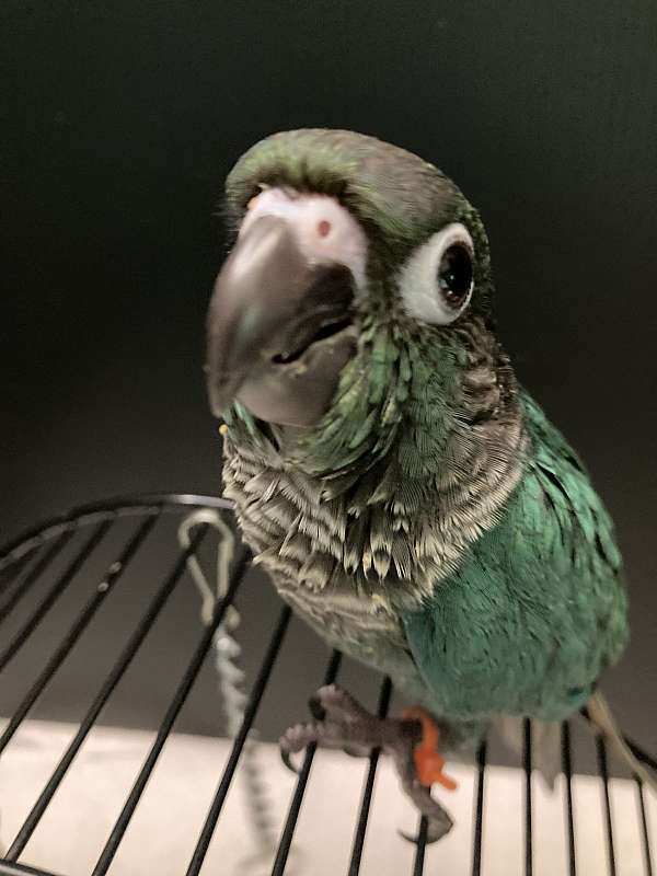 blue-green-bird-for-sale-in-sedalia-mo