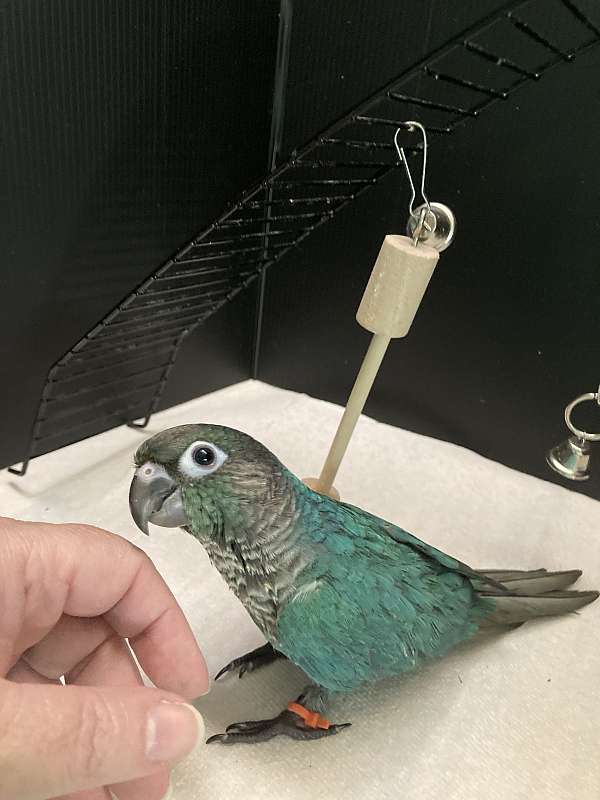 green-cheek-conure-for-sale