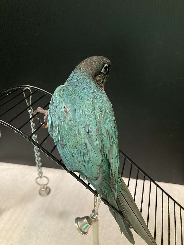 blue-green-green-cheek-conure-for-sale