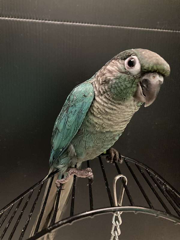 green-cheek-conure-for-sale-in-sedalia-mo